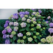 Гортензия крупнолистная Эндлесс Саммер Блумстар