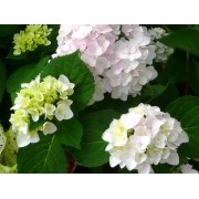 Гортензия крупнолистная Эндлесс Саммер Блашин Брайд