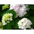 Гортензия крупнолистная Эндлесс Саммер Блашин Брайд Гортензия крупнолистная Эндлесс Саммер Блашин Брайд
