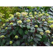 Гортензия крупнолистная Эндлесс Саммер Блумстар