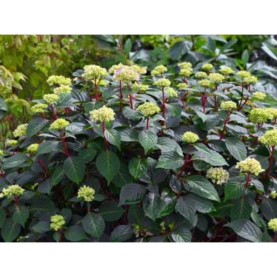 Гортензия крупнолистная Эндлесс Саммер Блумстар Гортензия крупнолистная Эндлесс Саммер Блумстар