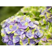 Гортензия крупнолистная Мэджикал Аметист Блау