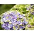 Гортензия крупнолистная Мэджикал Аметист Блау Гортензия крупнолистная Мэджикал Аметист Блау