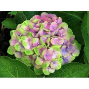 Гортензия крупнолистная Мэджикал Аметист - Хокоматист – Роуз