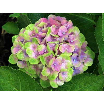 Гортензия крупнолистная Мэджикал Аметист - Хокоматист – Роуз Гортензия крупнолистная Мэджикал Аметист - Хокоматист – Роуз
