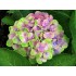 Гортензия крупнолистная Мэджикал Аметист - Хокоматист – Роуз Гортензия крупнолистная Мэджикал Аметист - Хокоматист – Роуз