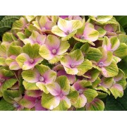 Гортензия крупнолистная Мэджикал Аметист - Хокоматист – Роуз