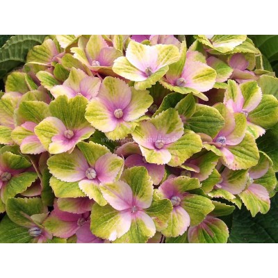Гортензия крупнолистная Мэджикал Аметист - Хокоматист – Роуз Гортензия крупнолистная Мэджикал Аметист - Хокоматист – Роуз