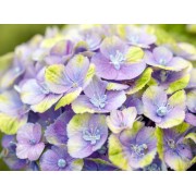 Гортензия крупнолистная Мэджикал Аметист Блау