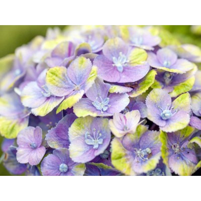 Гортензия крупнолистная Мэджикал Аметист Блау Гортензия крупнолистная Мэджикал Аметист Блау