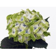 Гортензия крупнолистная Мэджикал Ноблес