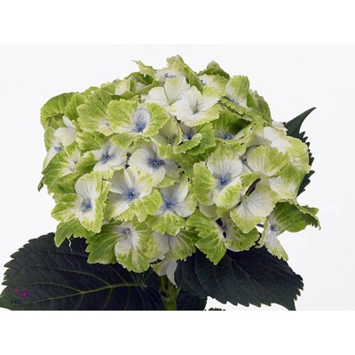 Гортензия крупнолистная Мэджикал Ноблес Гортензия крупнолистная Мэджикал Ноблес