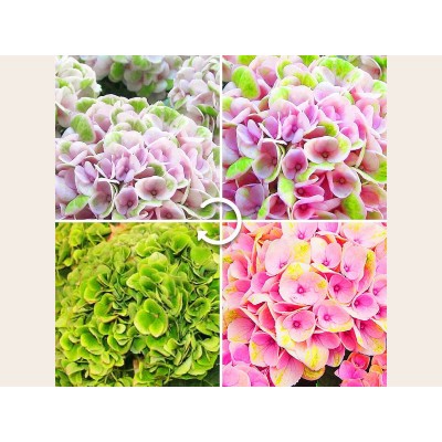 Гортензия крупнолистная Мэджикал Революшен Блау Гортензия крупнолистная Мэджикал Революшен Блау