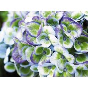 Гортензия крупнолистная Мэджикал Революшен Блау