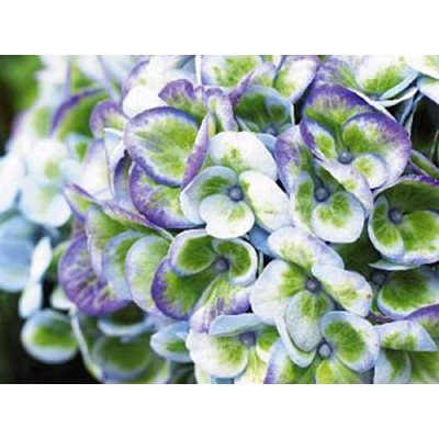 Гортензия крупнолистная Мэджикал Революшен Блау Гортензия крупнолистная Мэджикал Революшен Блау