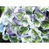 Гортензия крупнолистная Мэджикал Революшен Блау Гортензия крупнолистная Мэджикал Революшен Блау
