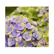 Гортензия крупнолистная Мэджикал Аметист Блау