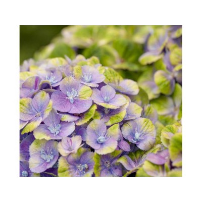 Гортензия крупнолистная Мэджикал Аметист Блау Гортензия крупнолистная Мэджикал Аметист Блау