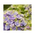 Гортензия крупнолистная Мэджикал Аметист Блау Гортензия крупнолистная Мэджикал Аметист Блау