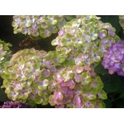 Гортензия крупнолистная Мэджикал Аметист - Хокоматист – Роуз