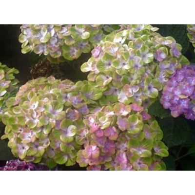 Гортензия крупнолистная Мэджикал Аметист - Хокоматист – Роуз Гортензия крупнолистная Мэджикал Аметист - Хокоматист – Роуз