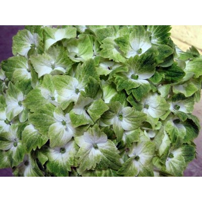 Гортензия крупнолистная Мэджикал Ноблес Гортензия крупнолистная Мэджикал Ноблес