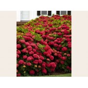 Гортензия крупнолистная Ред Сенсейшен