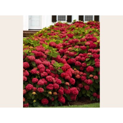 Гортензия крупнолистная Ред Сенсейшен Гортензия крупнолистная Ред Сенсейшен