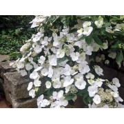 Гортензия гибридная Белоснежка - Невеста - Сбежавшая невеста