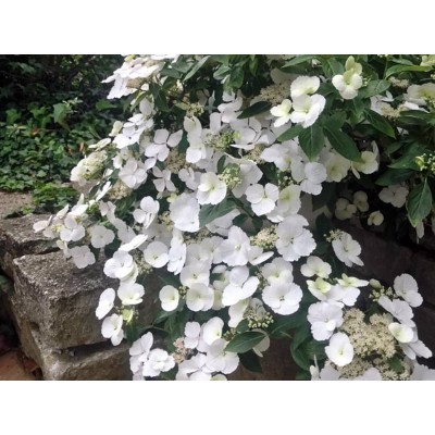 Гортензия гибридная Белоснежка - Невеста - Сбежавшая невеста Гортензия гибридная Белоснежка - Невеста - Сбежавшая невеста
