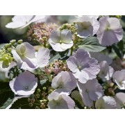 Гортензия гибридная Белоснежка - Невеста - Сбежавшая невеста