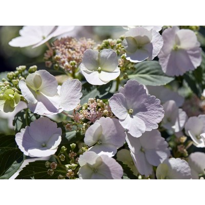 Гортензия гибридная Белоснежка - Невеста - Сбежавшая невеста Гортензия гибридная Белоснежка - Невеста - Сбежавшая невеста