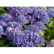 Гортензия крупнолистная Товелит