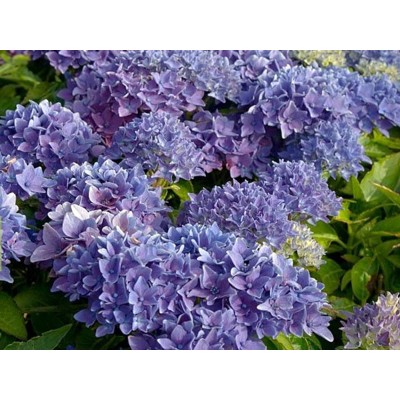 Гортензия крупнолистная Товелит Гортензия крупнолистная Товелит