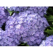 Гортензия крупнолистная Ю энд Ми Тугезе