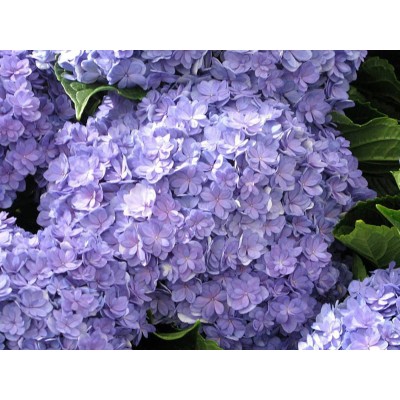 Гортензия крупнолистная Ю энд Ми Тугезе Гортензия крупнолистная Ю энд Ми Тугезе