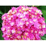 Гортензия крупнолистная Ю энд Ми Тугезе