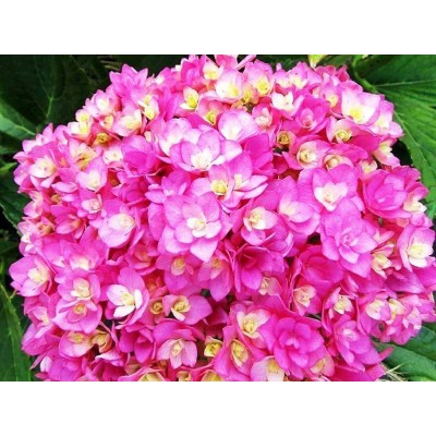 Гортензия крупнолистная Ю энд Ми Тугезе Гортензия крупнолистная Ю энд Ми Тугезе