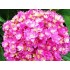 Гортензия крупнолистная Ю энд Ми Тугезе Гортензия крупнолистная Ю энд Ми Тугезе