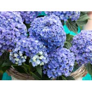 Гортензия крупнолистная Ю энд Ми Тугезе