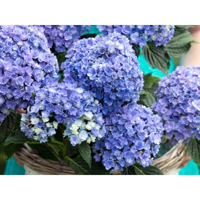 Гортензия крупнолистная Ю энд Ми Тугезе Гортензия крупнолистная Ю энд Ми Тугезе