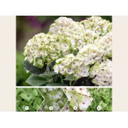 Гортензия крупнолистная Мэджикал Ноблес