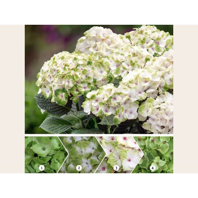 Гортензия крупнолистная Мэджикал Ноблес Гортензия крупнолистная Мэджикал Ноблес