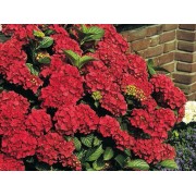 Гортензия крупнолистная Ред Сенсейшен