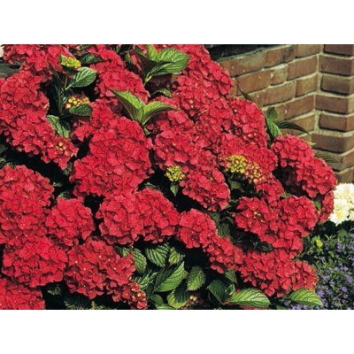 Гортензия крупнолистная Ред Сенсейшен Гортензия крупнолистная Ред Сенсейшен