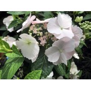 Гортензия гибридная Белоснежка - Невеста - Сбежавшая невеста