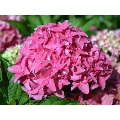 Гортензия крупнолистная Товелит Гортензия крупнолистная Товелит