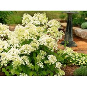 Гортензия метельчатая Бомбшелл