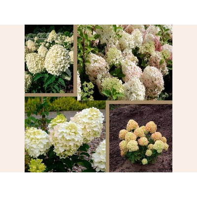 Гортензия метельчатая Коттон Крем Гортензия метельчатая Коттон Крем