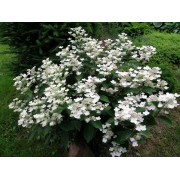 Гортензия метельчатая Дарума